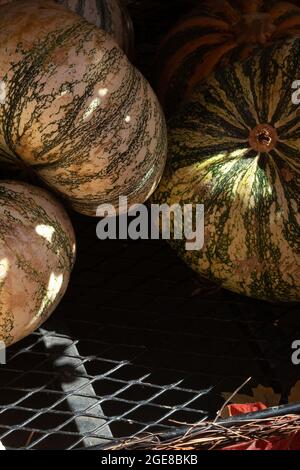 diversi tipi di zucche e zucche si accumularono in un mercato Foto Stock