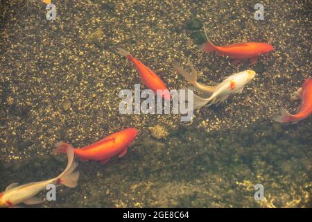 Pesci nuotare in acque poco profonde. Pesci in un serbatoio artificiale. Un laghetto decorativo che decora il parco. Pesce bianco-arancio grande. Foto Stock