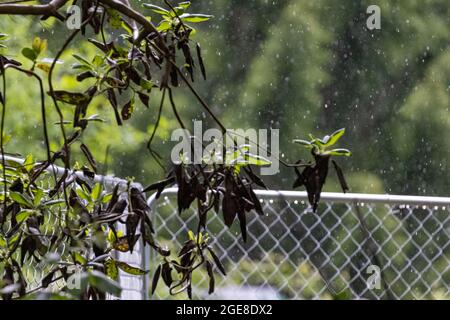 gocce di pioggia artisticamente offuscate che cadono attraverso gli alberi Foto Stock