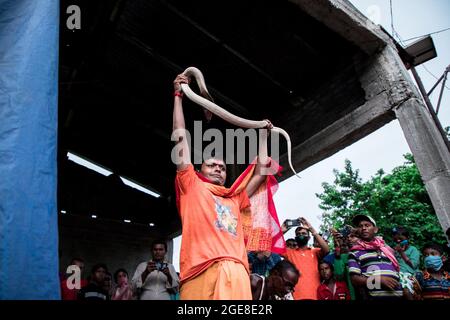 Gli abitanti del villaggio hanno celebrato la dea Manasa (la dea della serpentina indù) Puja. Come parte del rituale, i devoti prima del culto catturano serpenti velenosi (soprattutto cobra) da risaie campi, i denti di serpente sono rimossi da incantatori serpenti e li tengono con i loro cottage e poi adorati come parte dei rituali tradizionali. Questo festival è conosciuto come 'Jhapan'. Il festival Jhapan si celebra ogni anno il 17 agosto in occasione della dea Manasa Puja. Il Jhapan Festival è il più grande festival dei serpenti di Jharkhand e Bengala. Durante la festa di Manasa Puja, i Charmers del serpente si adunano con il serpente velenoso Foto Stock