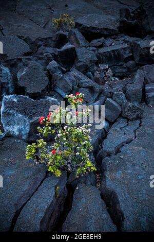 Un albero Ohi'a che cresce da una crepa nel pavimento di lava del cratere Kilauea Iki, Hawaii Volcanoes National Park, Hawai'i, USA Foto Stock