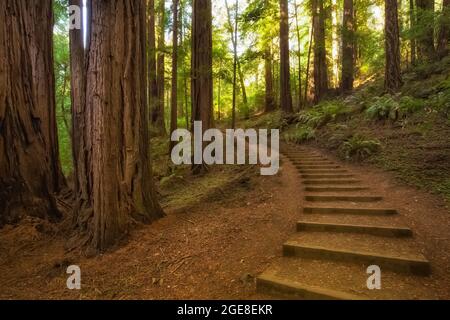 Sentiero con scalinate attraverso le sequoie della costa, Sempervirens Sequoia, nel Muir Woods National Monument, California, USA Foto Stock