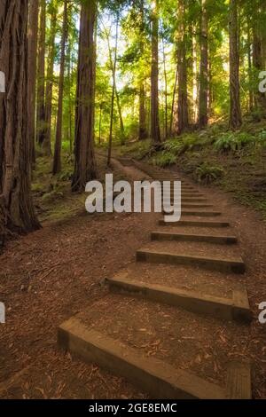 Sentiero con scalinate attraverso le sequoie della costa, Sempervirens Sequoia, nel Muir Woods National Monument, California, USA Foto Stock