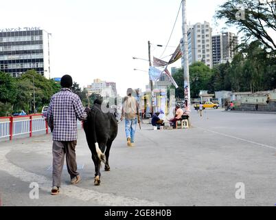 Un uomo etiope che cammina la sua mucca nel centro della città di Addis Abeba, Etiopia. Foto Stock