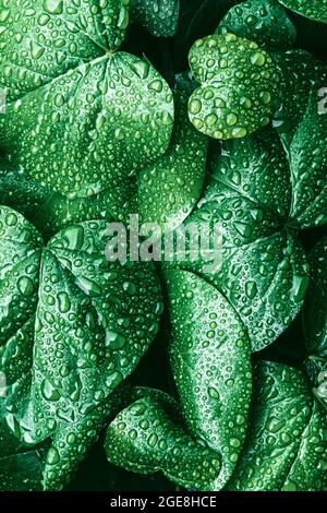 Consistenza di molte foglie fresche belle con gocce di pioggia. Sfondo naturale. Foto verticale. Foto Stock