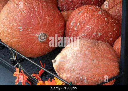 vari tipi diversi di zucche e zucche si accatastavano Foto Stock