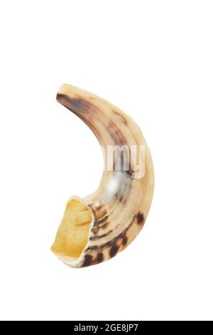 Rosh Hashanah - concetto ebreo di festa di Capodanno. Shofar isolato su sfondo bianco. Foto Stock