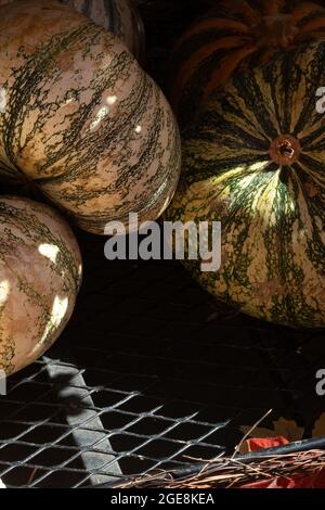 vari tipi diversi di zucche e zucche si accatastavano Foto Stock