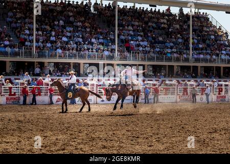 Cowboy corre bucking bronco a Calgary Stampede in Alberta durante l'evento di Calgary Stampede centenario. Foto Stock