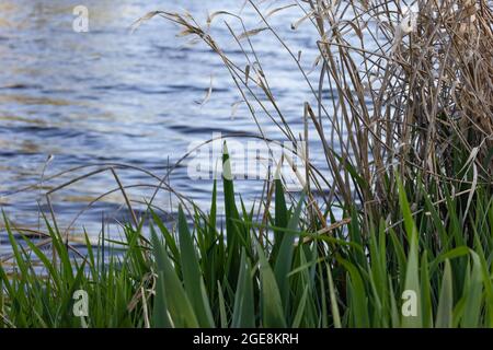 canne spesse e erbe alte che crescono sul bordo dell'acqua Foto Stock