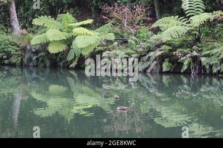 Due anatre dozing galleggiano tra i riflessi di felci sul lago del Parco Pukekura, New Plymouth, Nuova Zelanda Foto Stock