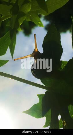Vista speciale, occhi di lumaca sulle foglie dell'albero di papaia. La prospettiva di una formica vede cose esotiche, il cielo, e la vita di piante e animali. Foto Stock