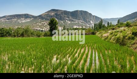 Agricoltura campo di riso verde sotto il cielo blu con la montagna sullo sfondo, iran, shiraz . Farm, crescita e concetto di agricoltura. Foto Stock