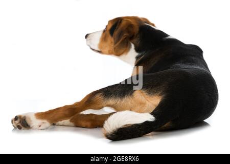 Carino cane misto razza isolato su bianco Foto Stock