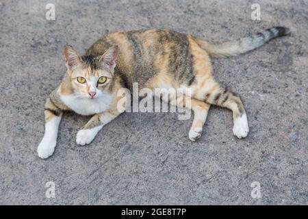 Gatto solitario sulla strada cemento sfondo Foto Stock