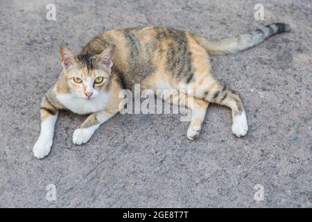 Gatto solitario sulla strada cemento sfondo Foto Stock