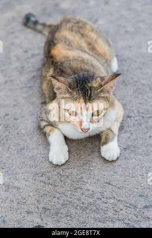 Gatto solitario sulla strada cemento sfondo Foto Stock