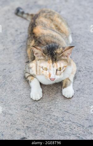 Gatto solitario sulla strada cemento sfondo Foto Stock