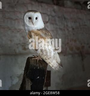 Barn Owl arroccato su Post Foto Stock