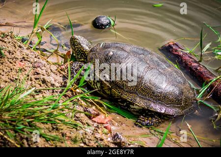 una bella tartaruga sulla riva di un laghetto Foto Stock