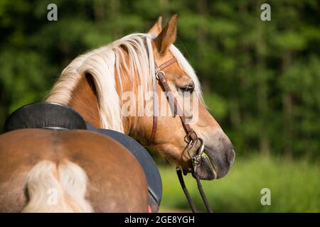 Cavallo di Haflinger in background naturale Foto Stock