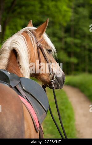 Cavallo di Haflinger in background naturale Foto Stock