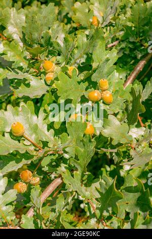 Quercia albero con ghiande foglie verdi rami all'inizio dell'autunno Foto Stock