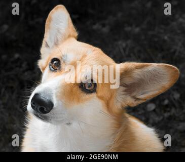 Pembroke gallese Corgi adulto cercando seriamente testa inclinato sfondo grigio Foto Stock