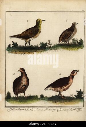 Uccelli di selvaggina: plover dorato, Pluvialis albicaria 1, quaglia, Coturnix coturnix 2, pernice comune, Perdix perdix 3, e Guernsey partridge, Alectoris rufa 4. Incisione a mano su copperplate di Thomas Prattent da The British Sportsman di William Augustus Osbaldiston, o nobiluomo, Gentleman and Farmer’s Dictionary of Recreation and Amusement, J. Stead, Londra, 1792. Foto Stock