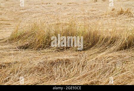 Raccolto devastato: Grano appiattito da vento e pioggia in un campo Foto Stock