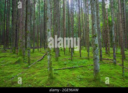 Verde foresta nel parco nazionale di Gauja, Lettonia Foto Stock