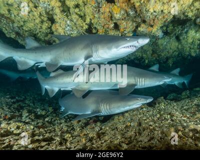 Squalo tigre di sabbia in una grotta, Sud Africa Foto Stock