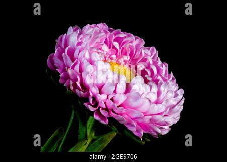 Un bellissimo fiore rosa Aster fotografato su uno sfondo nero semplice Foto Stock