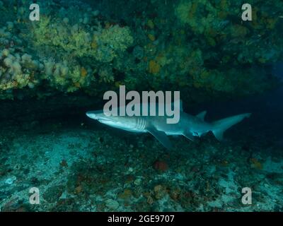 Squalo tigre di sabbia in una grotta, Sud Africa Foto Stock