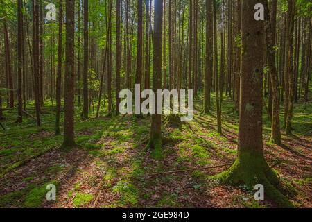 Verde foresta nel parco nazionale di Gauja, Lettonia Foto Stock