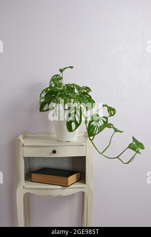 Monstera scimmia formaggio svizzero in pentola su sfondo viola chiaro sul comodino. Home giardinaggio minimalista concetto alla moda. Primo piano. Spazio di copia Foto Stock