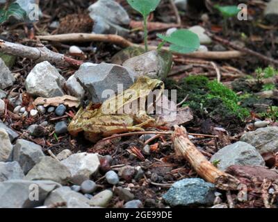 Primo piano di una rana comune poggiata a terra Foto Stock