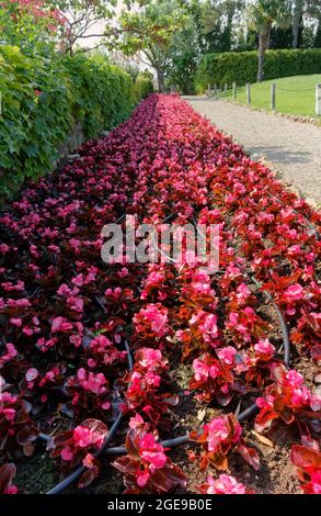 DUINO, Italia - 5 giugno 2021: Vista prospettica di un lungo letto fiorito di fiori viola nel giardino del castello di Duino, nei pressi di Trieste Foto Stock