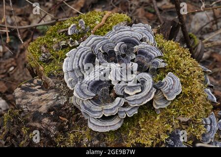 Fungo di coda di tacchino, in latino chiamato Coriolus versicolor e Poliporo versicolor. Si tratta di un comune fungo di polipo usato per scopi medicinali. Foto Stock