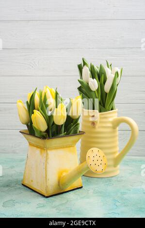 Tulipani primaverili in vaso giallo e annaffiatura lattina su fondo di cemento blu Foto Stock