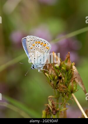 La parte inferiore di una farfalla blu comune (Polyommatus icarus), poggiante su una pianta ad ali chiuse. Foto Stock