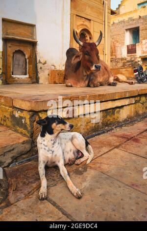 Mucca indiana che riposa in strada Foto Stock