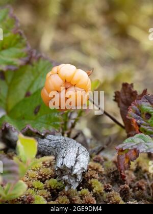 Rubus chamaemorus, nomi comuni includono Cloudberry, Nordic Berry, Bakeapple, Knotberry, Knoutberry, Aqpik e Salmonberry basso-Bush Foto Stock