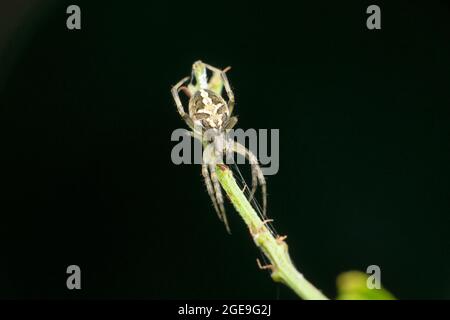 Orb Weaver ragno, famiglia Araneidae, Satara, Maharashtra, India Foto Stock