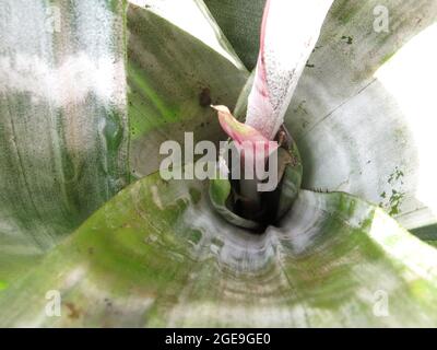Piante di casa: La punta di fiore di questa bromeliade si forma nella 'tazza' centrale che raccoglie l'acqua tra le foglie di pelle Foto Stock