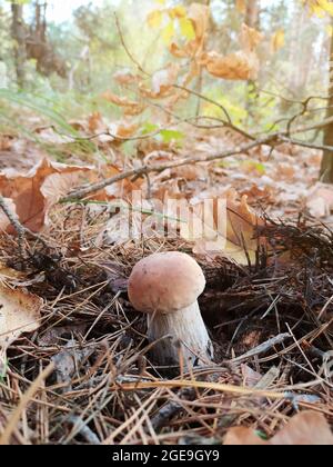 Il giovane boletus crebbe tra foglie gialle e aghi di pino. Raccolta di funghi nella foresta. Regali autunnali. Orientamento verticale. Messa a fuoco selettiva. Foto Stock