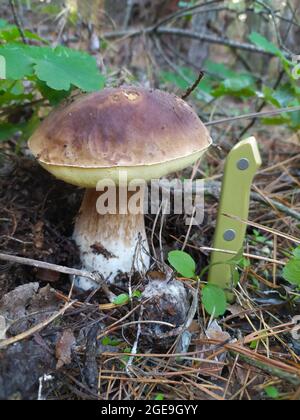 Un grande boleto crebbe tra foglie gialle e aghi di pino. Raccolta di funghi nella foresta. Passeggiate in autunno nella natura. Messa a fuoco selettiva. Foto Stock