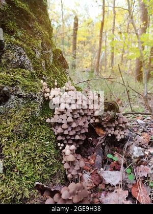 Una famiglia di piccoli funghi non commestibili cresce su un albero in una vecchia foresta. Autunno foresta. Orientamento verticale. Spazio di copia. Foto Stock