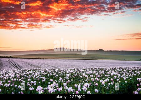 Campo di coltivare papaveri bianchi vicino Rockley nel Wiltshire. Foto Stock