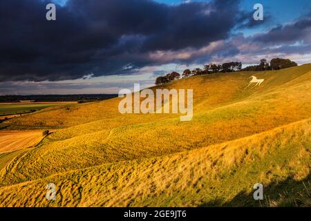 Il Cavallo Bianco a Cherhill nel Wiltshire. Foto Stock